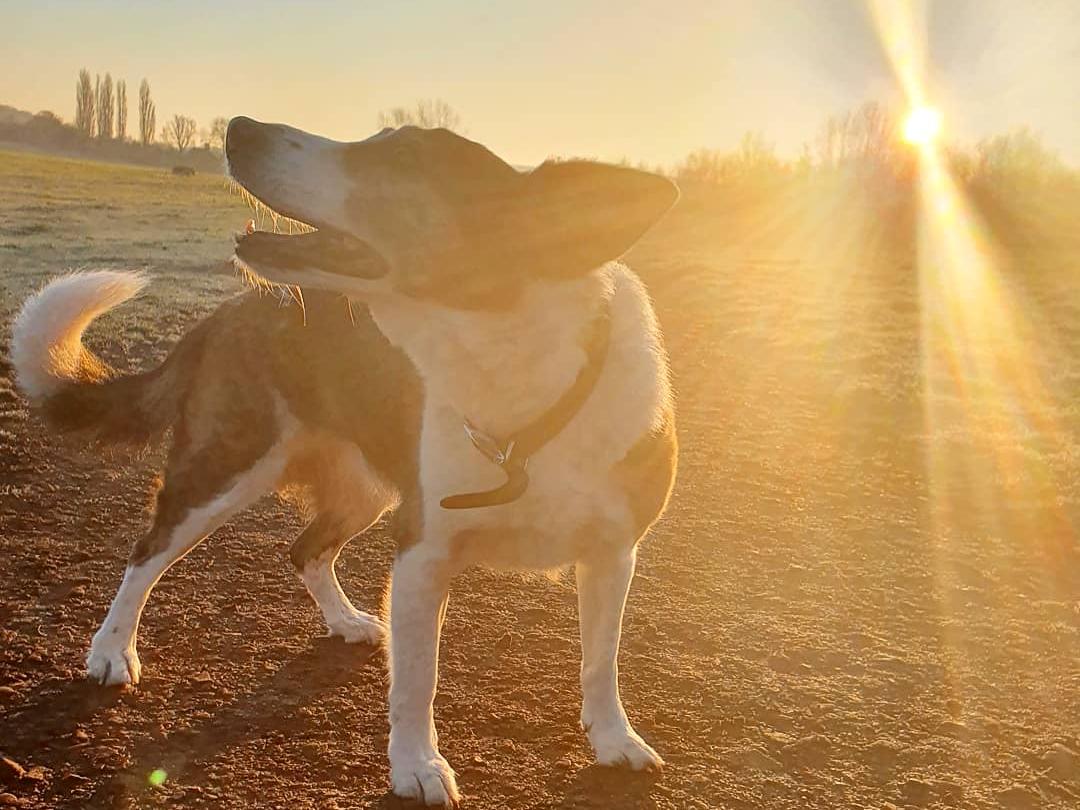 Dog standing in the sunrise on a field